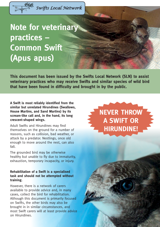 Note for Veterinary Practices - Common Swifts